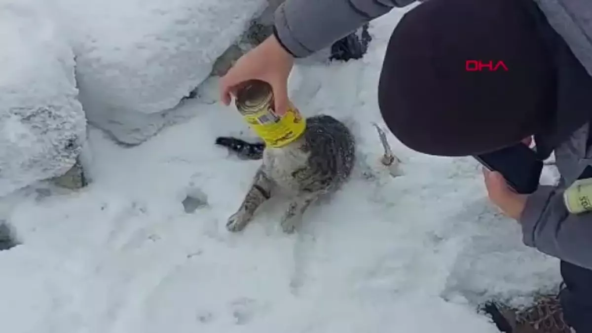 Kediyi Konserve Kutusundan Kurtaran Kardeşler